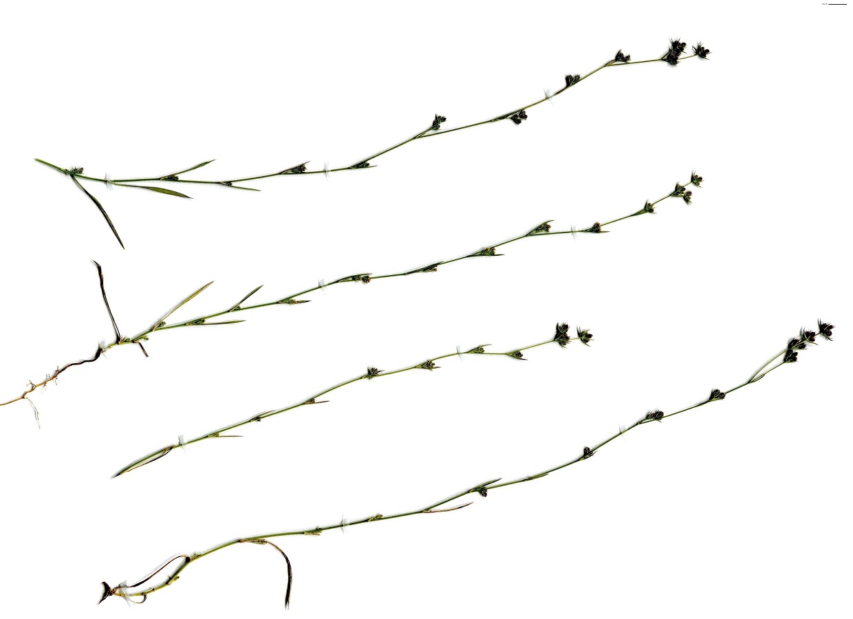 Bupleurum tenuissimum subsp. tenuissimum (Apiaceae)